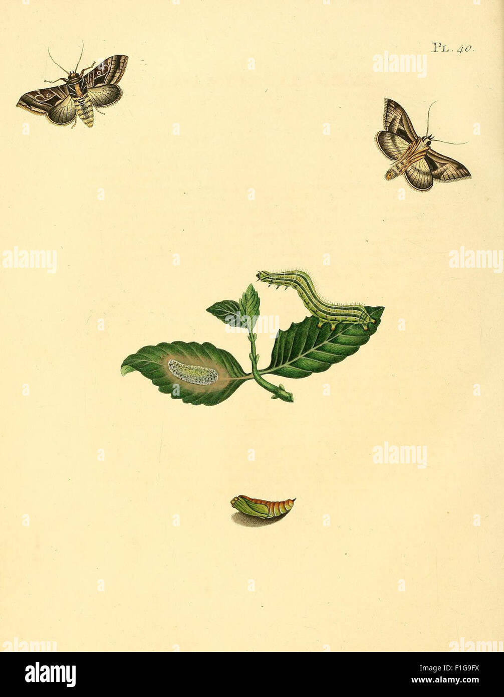 Cette plaque de 'Surinaamsche vlinders' présente une illustration détaillée de papillons du Suriname, un travail clé pour comprendre les espèces de lépidoptères de la région. Banque D'Images