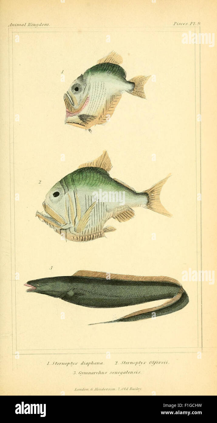 Un livre détaillant la structure et l'organisation du règne animal, fournissant une base pour comprendre l'histoire naturelle de diverses espèces, avec des illustrations et des descriptions. Banque D'Images