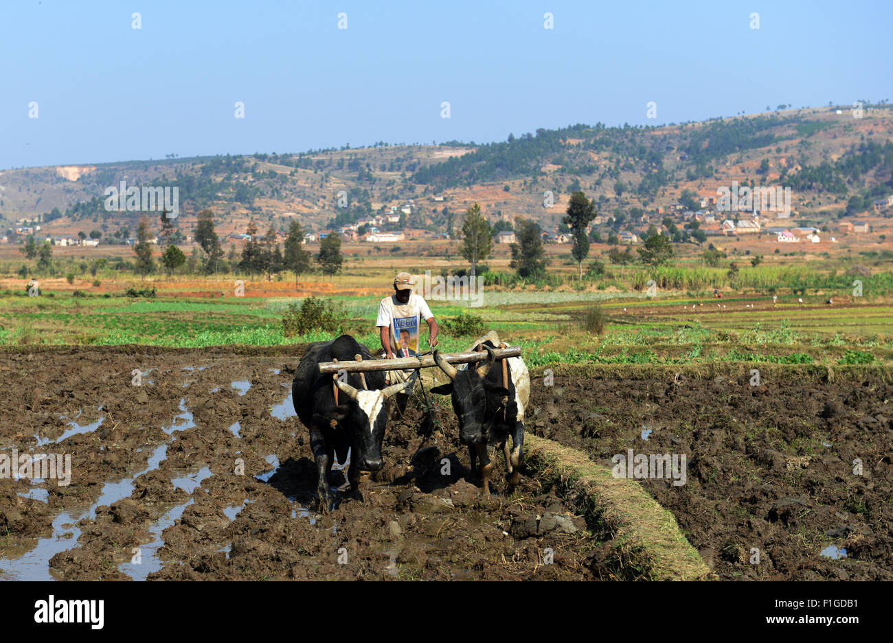 Labourer les champs en préparation d'une nouvelle culture de riz. Banque D'Images