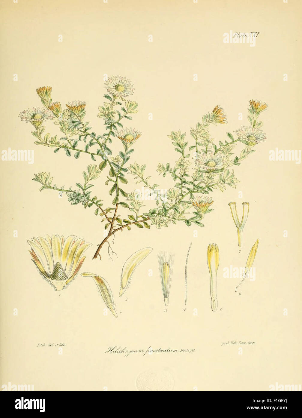 Ce travail détaille les découvertes botaniques du voyage en Antarctique de 1839-1843 des navires de découverte Erebus et Terror, en se concentrant sur les plantes récoltées au cours de l'expédition dirigée par Sir James Clark Ross, avec des illustrations d'espèces rencontrées dans le rude environnement polaire. Banque D'Images