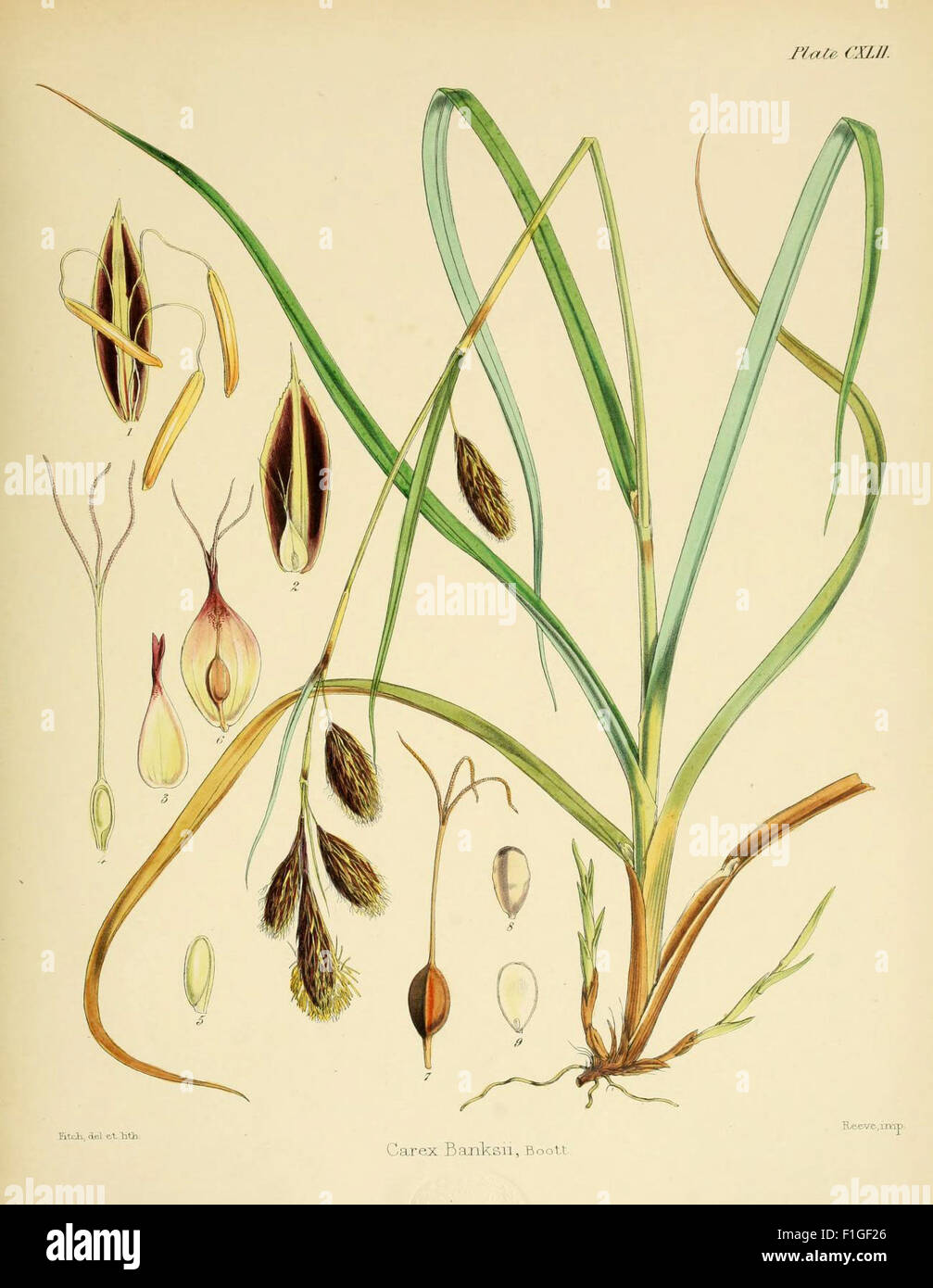 Récit botanique historique du voyage en Antarctique mené par H.M.S. *Erebus* et *Terror* de 1839 à 1843. Ce livre vintage couvre la flore rencontrée pendant l’expédition, documentant les espèces végétales et leur rôle dans l’exploration antarctique. Banque D'Images