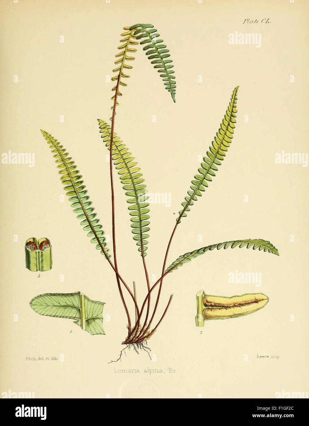 Ce livre détaille les découvertes botaniques faites lors du voyage en Antarctique de 1839-1843 à bord des navires H.M. Erebus et Terror. Il comprend des illustrations de spécimens de plantes récoltés au cours de l'expédition, contribuant aux premières études de la flore antarctique. Banque D'Images