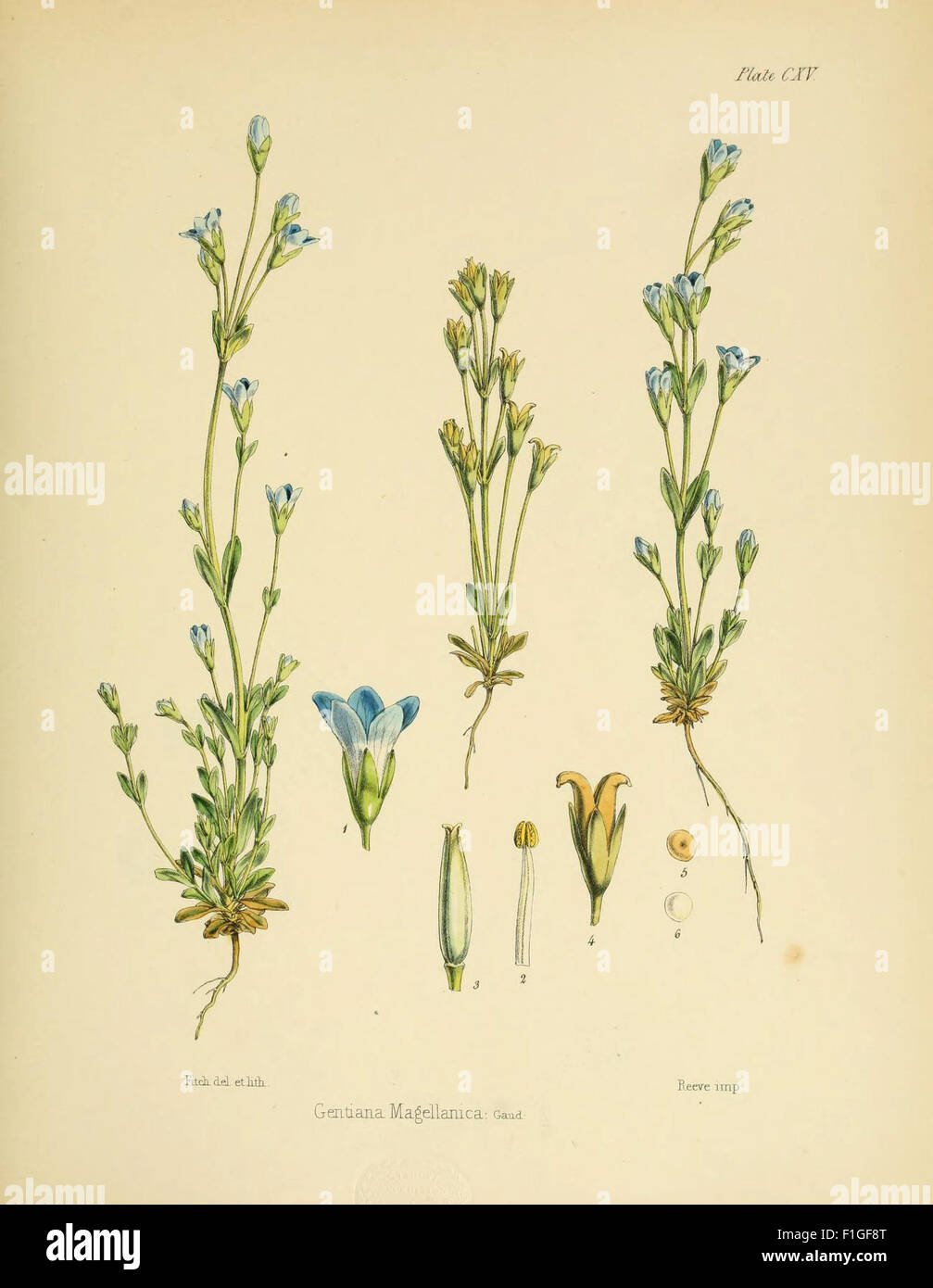 *La botanique du voyage antarctique* (1839-1843) documente les découvertes botaniques faites lors des voyages de H.M. Discovery Ships *Erebus* et *Terror*. L'ouvrage comprend des descriptions détaillées et des illustrations de la flore antarctique recueillies au cours de l'expédition. Banque D'Images