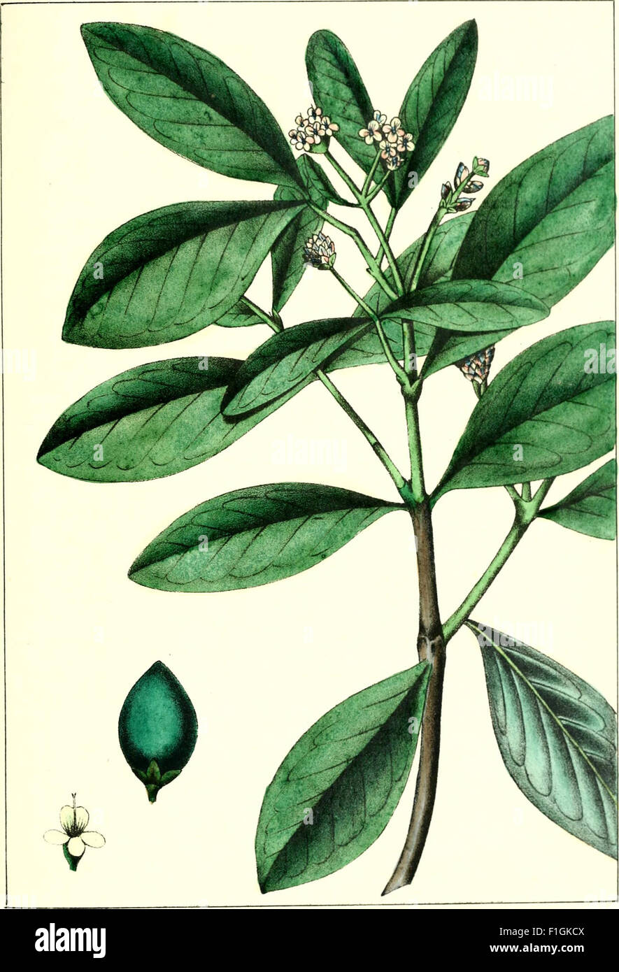 'The North American Sylva' est un ouvrage botanique complet qui décrit les arbres forestiers des États-Unis, du Canada et de la Nouvelle-Écosse. Le livre se concentre sur leurs utilisations dans divers arts, y compris l'artisanat du bois et la construction, ainsi que sur leur importance écologique. Banque D'Images