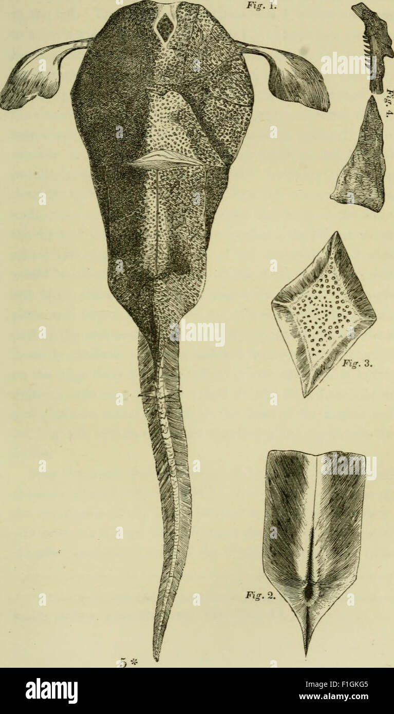 Le vieux grès rouge ; ou, de nouveaux horizons dans un ancien champ. À