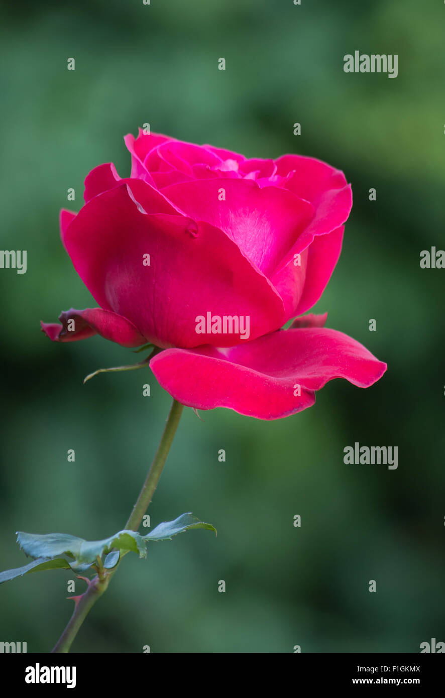 Rose rouge fleur dans un jardin Banque D'Images