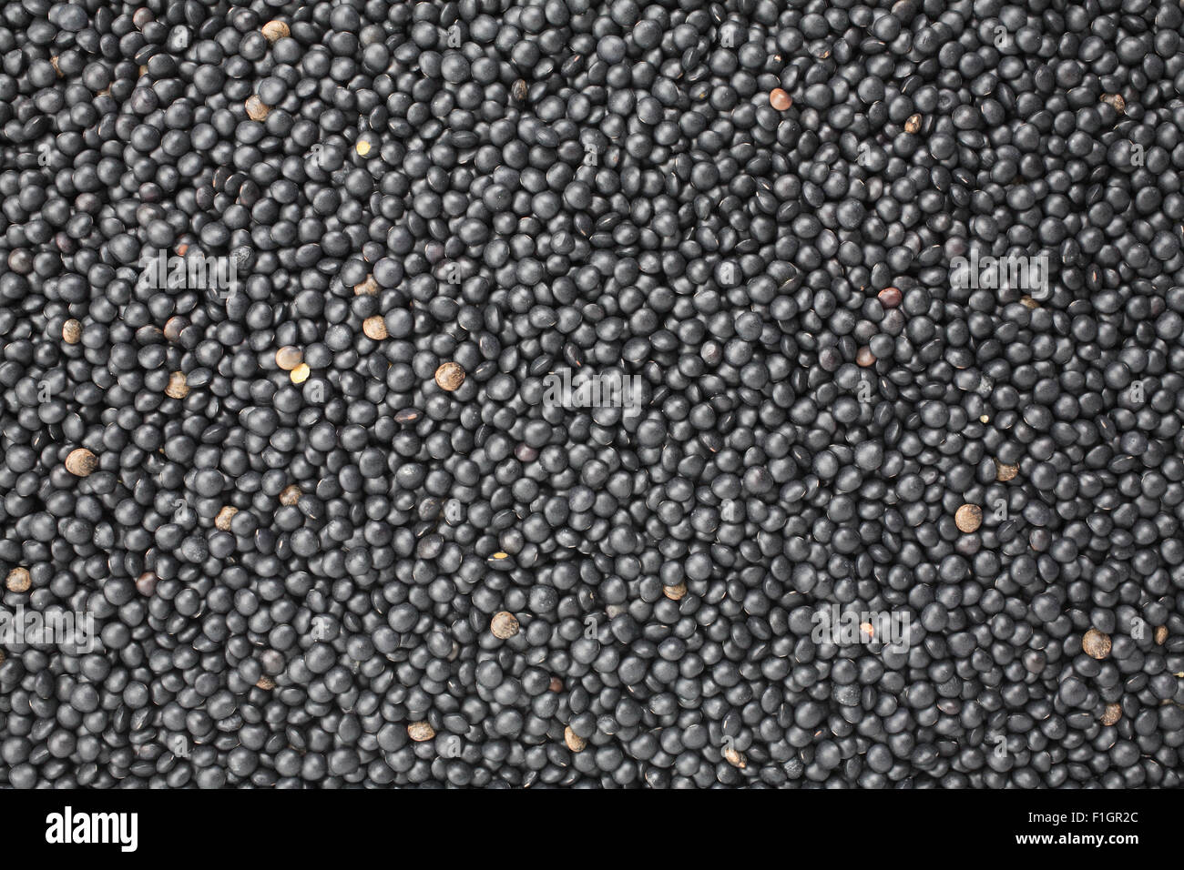 Belugalinsen noir Banque D'Images