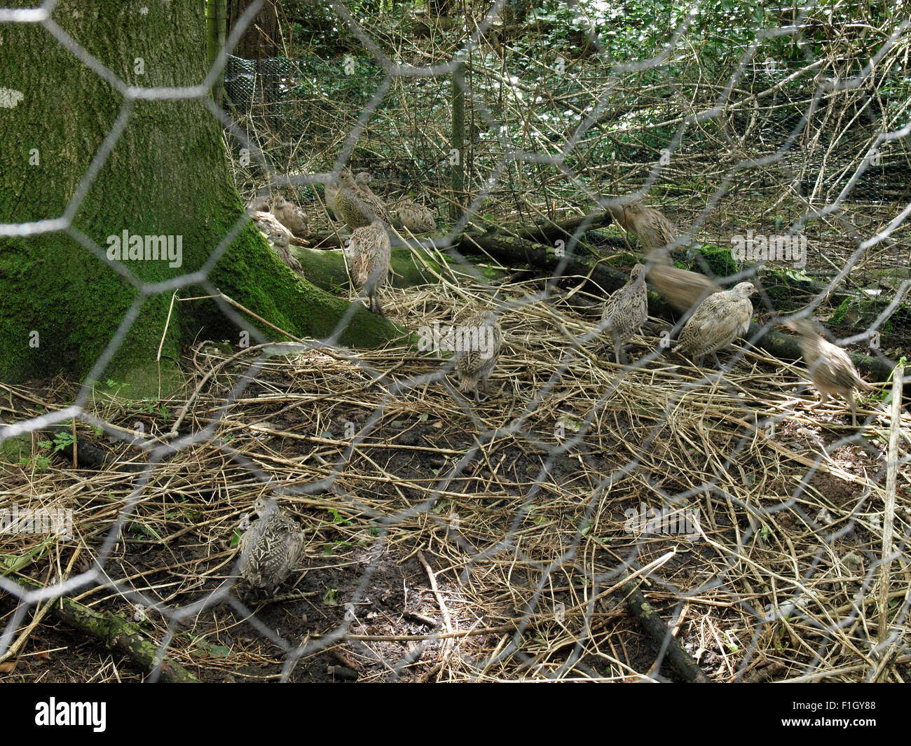 Jeunes faisans dans une enceinte dans les bois prêt à être libéré pour la saison de tir, Dorset, UK Banque D'Images