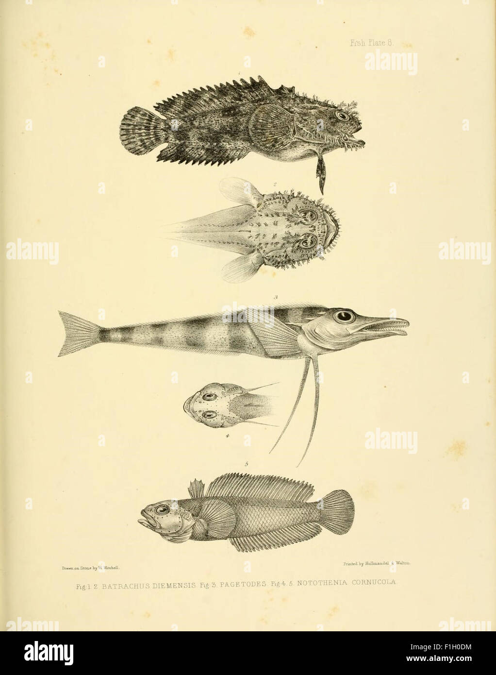 La zoologie du voyage du H.M.S. Erebus et Terror Banque D'Images