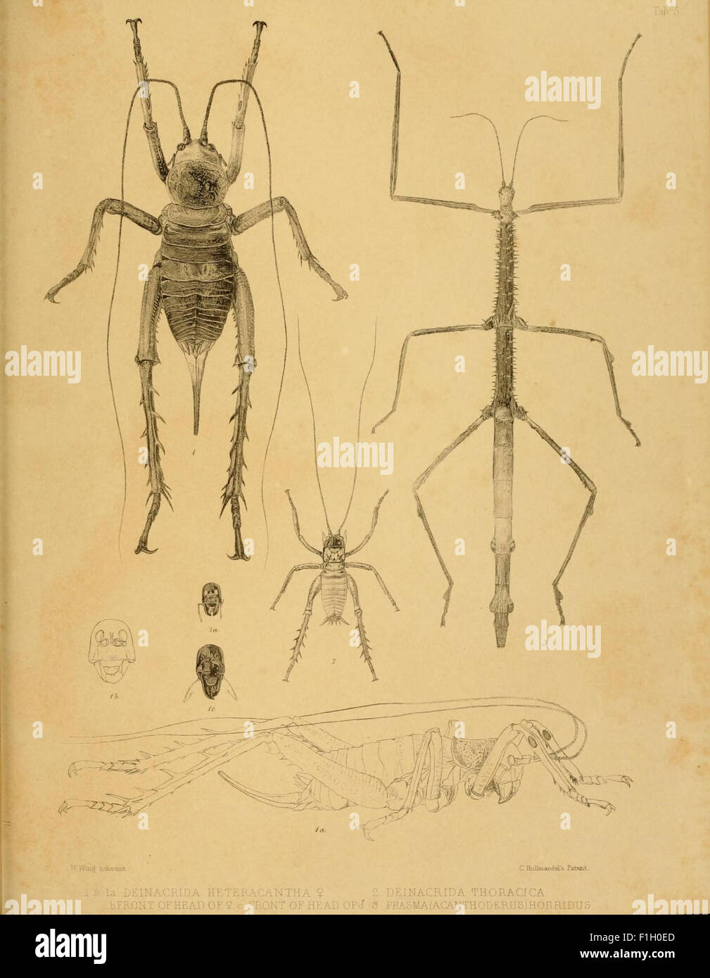 La zoologie du voyage du H.M.S. Erebus et Terror Banque D'Images