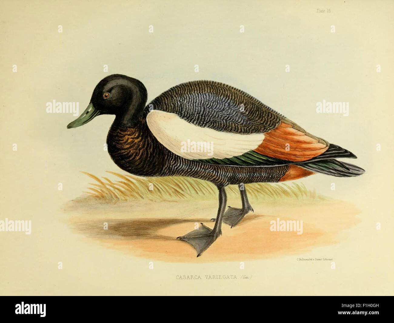 Ce livre illustre les découvertes zoologiques du voyage du HMS Erebus et Terror (1839-43), qui a exploré les régions antarctique et australienne. La recherche est conservée à la Bibliothèque MBLWHOI. Banque D'Images