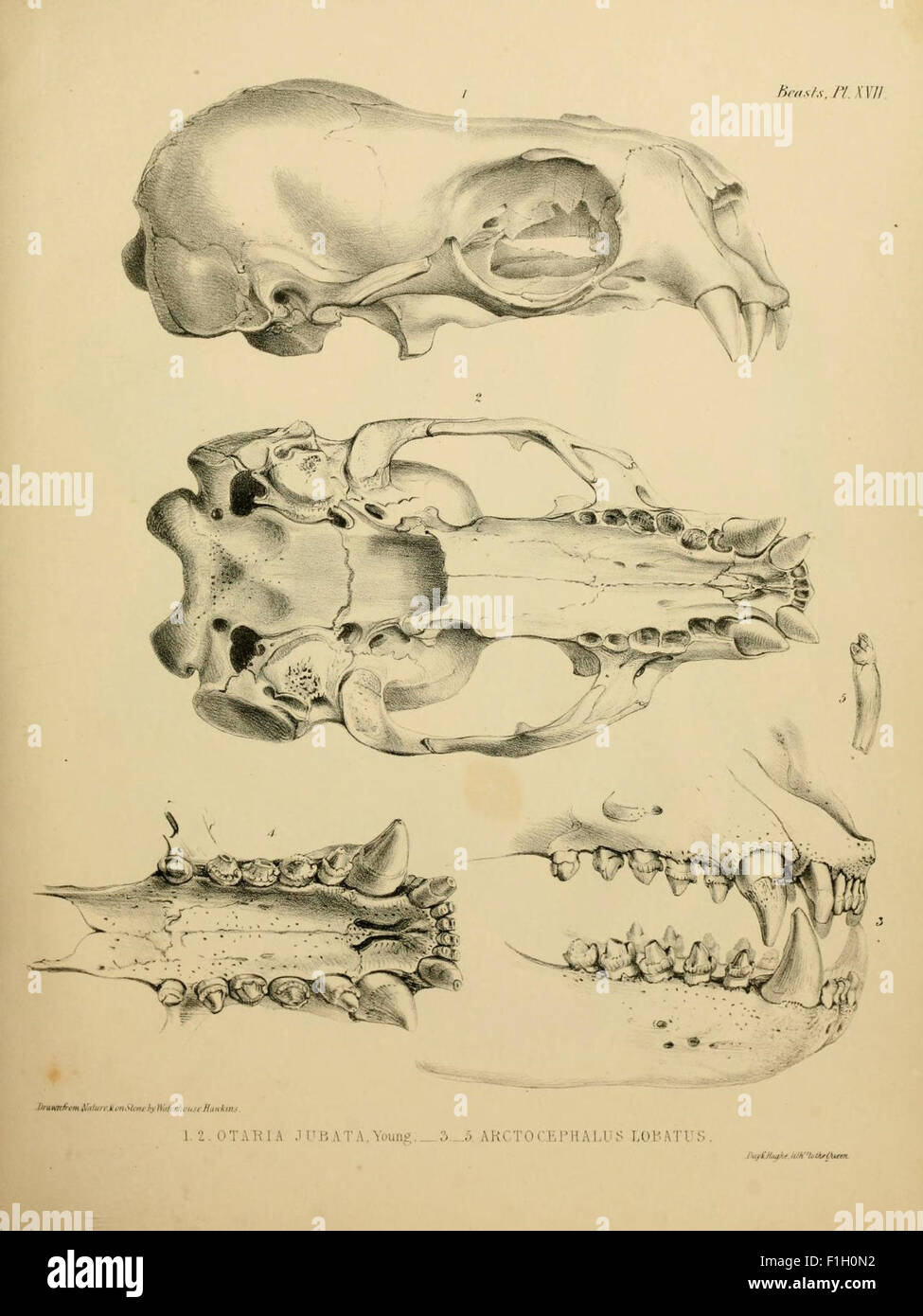 La zoologie du voyage du H.M.S. Erebus et Terror Banque D'Images