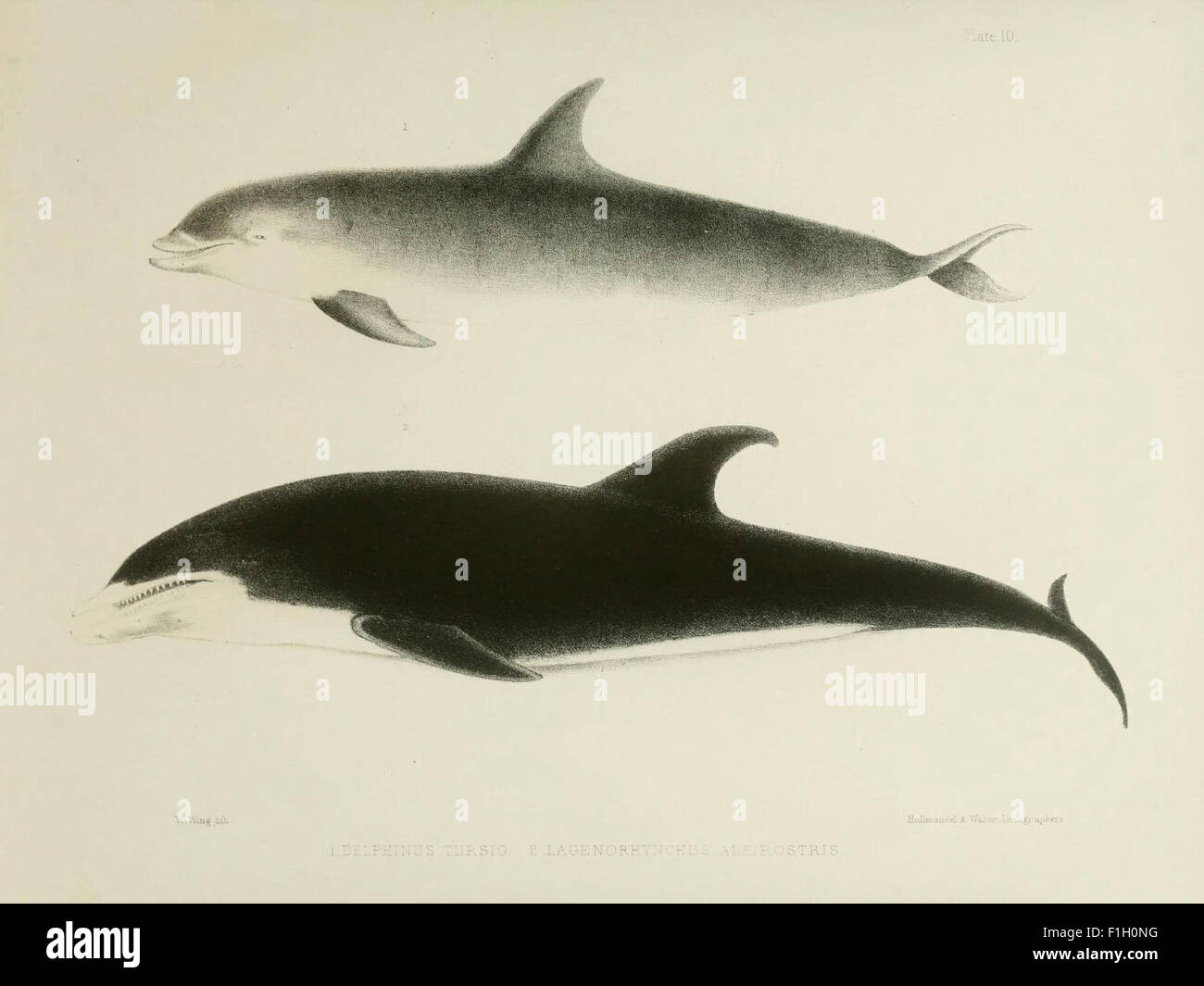 La zoologie du voyage du H.M.S. Erebus et Terror Banque D'Images