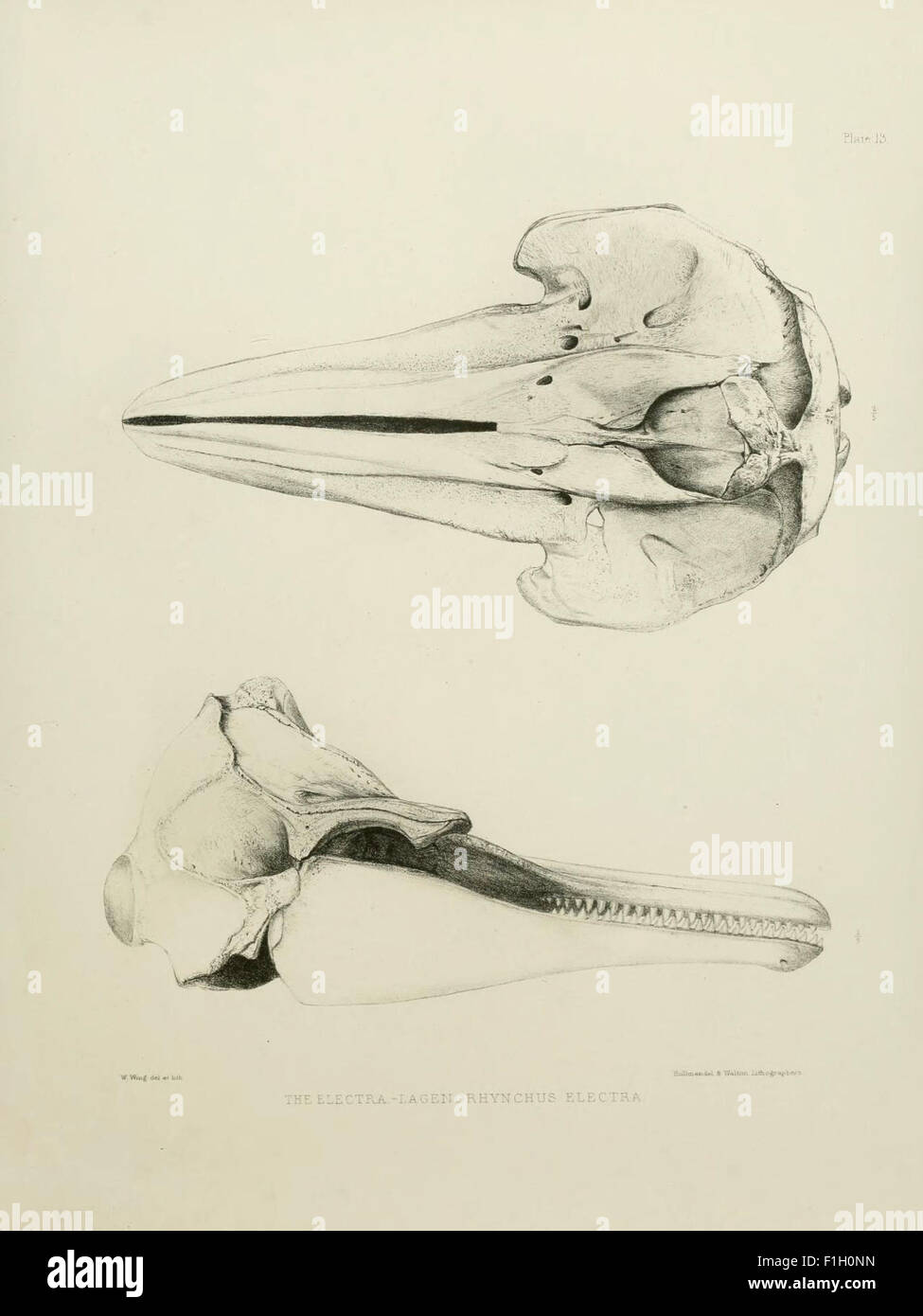 La zoologie du voyage du H.M.S. Erebus et Terror Banque D'Images