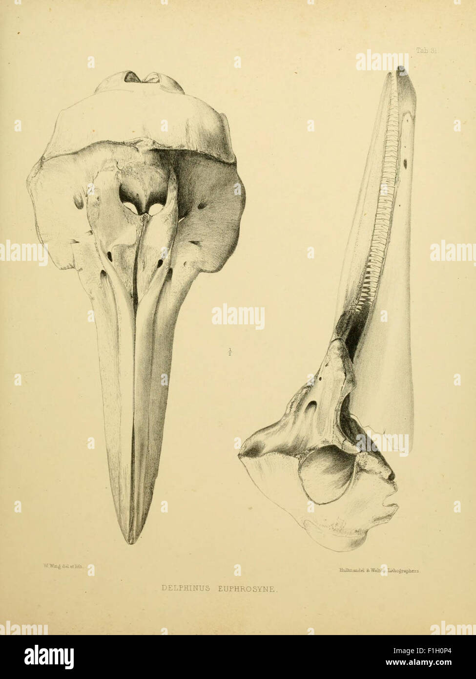 La zoologie du voyage du H.M.S. Erebus et Terror Banque D'Images
