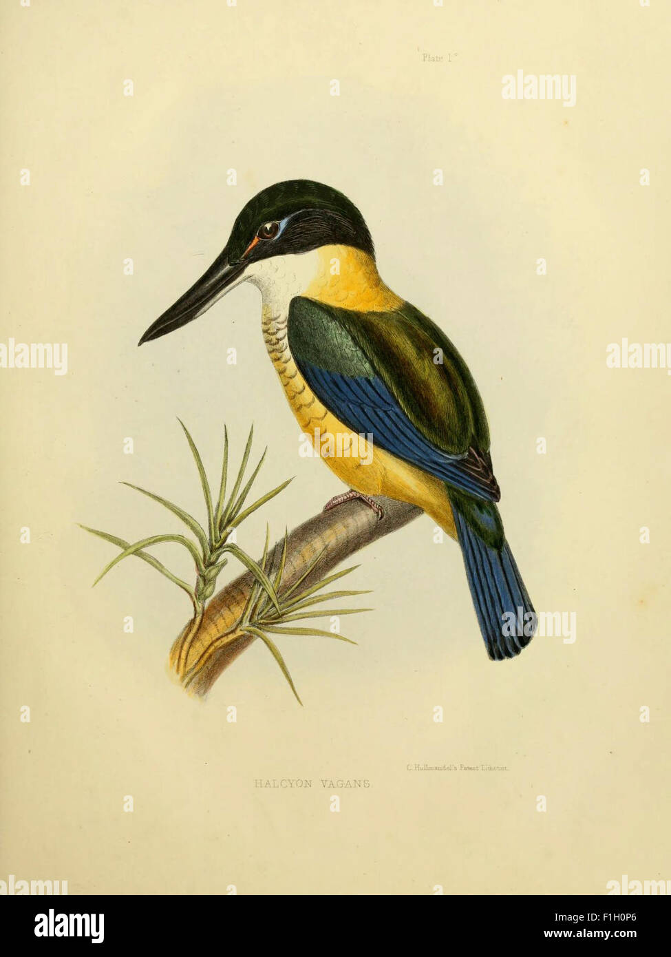 *La Zoologie du voyage du H.M.S. Erebus et de la terreur* documente les découvertes des voyages scientifiques du *Erebus* et de la *terreur* en Antarctique, en Australie et en Nouvelle-Zélande (1839-43). Le livre détaille les espèces découvertes au cours des expéditions. Banque D'Images