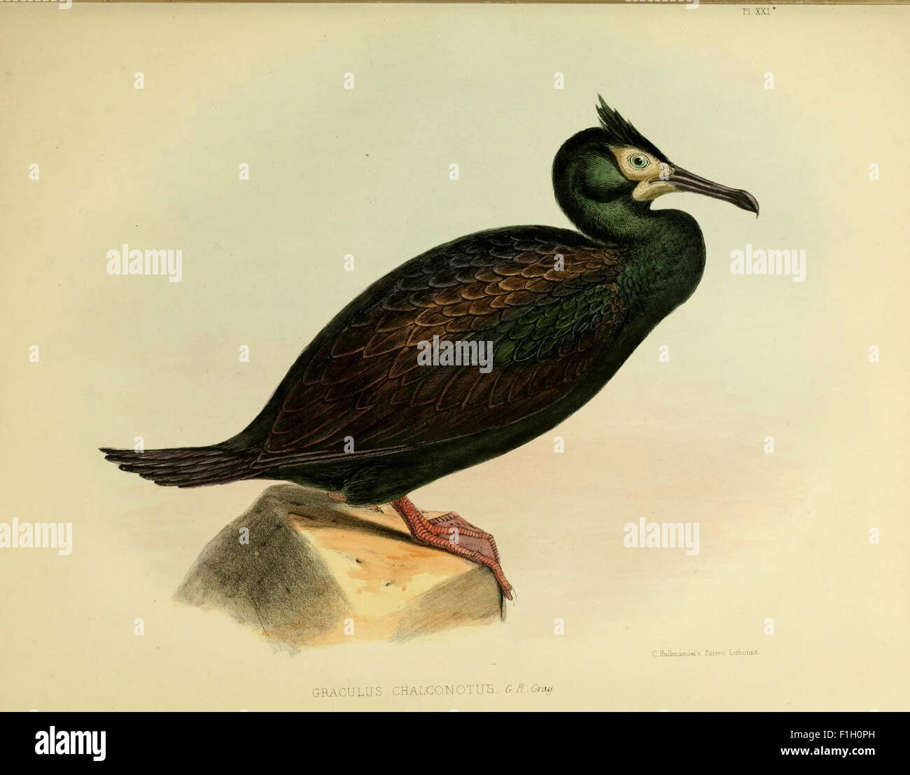 La zoologie du voyage du H.M.S. Erebus et Terror Banque D'Images