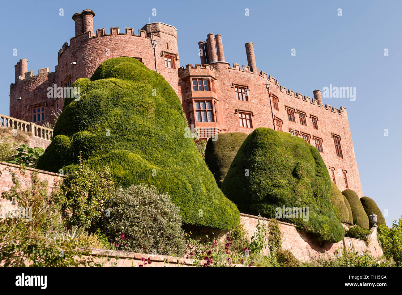 Jardins du Château de Powis, Welshpool, Pays de Galles, Royaume-Uni. Cette 17c jardin baroque est célèbre pour ses énormes topiaires antique des ifs et des haies Banque D'Images