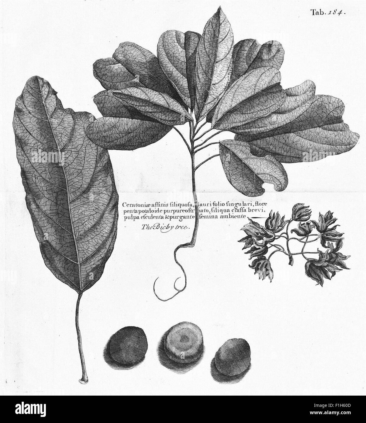 « A voyage to the Islands » décrit l'exploration au début du XVIIIe siècle des îles de Madère, Barbade, Nieves, Chrétophers et Jamaïque. Le livre comprend l'histoire naturelle, les espèces végétales et les premières études botaniques menées pendant le voyage. Banque D'Images