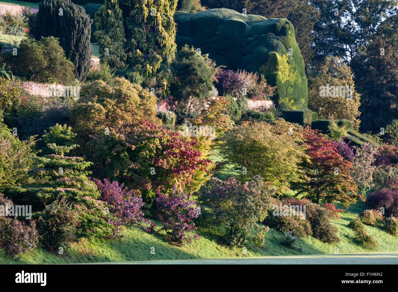 Jardins du Château de Powis, Welshpool, Pays de Galles, Royaume-Uni. Cette 17c jardin baroque est célèbre pour ses énormes topiaires antique des ifs et des haies Banque D'Images