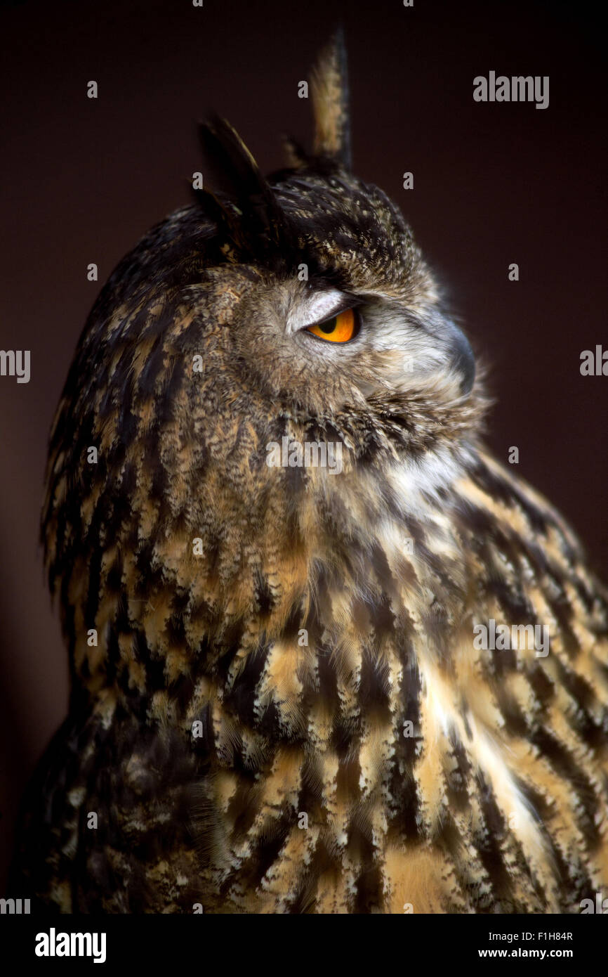 Avec de longues oreilles Owl / Oiseau de proie Banque D'Images