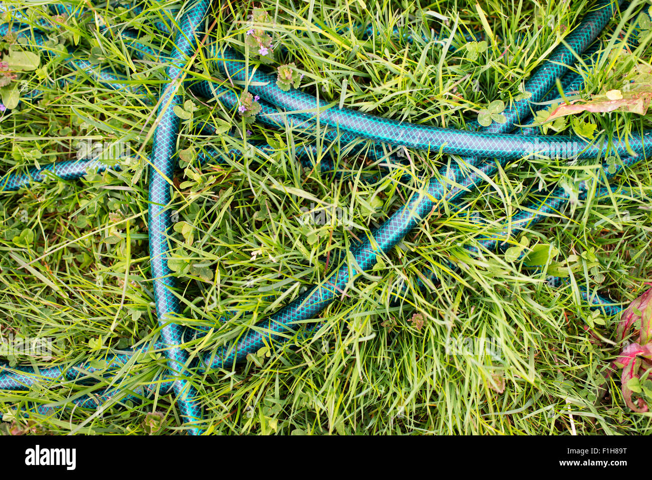 Vue de dessus du tuyau de jardin en plastique allongé sur l'herbe verte. Banque D'Images