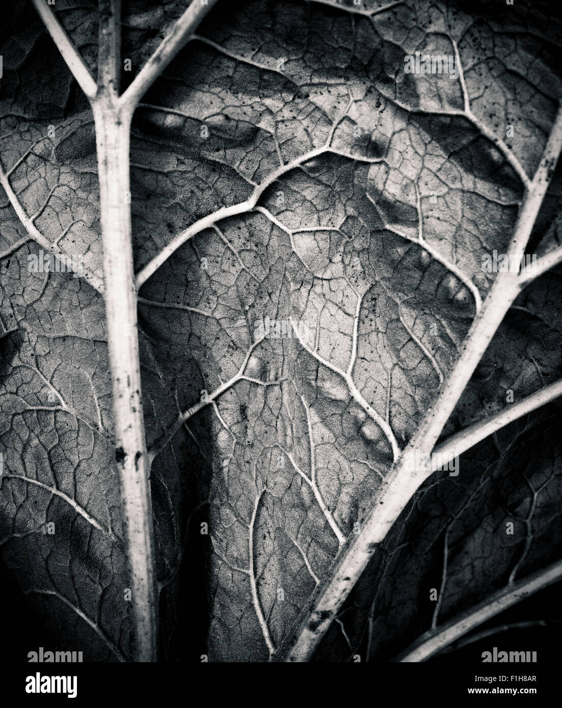 Caractère abstrait forme en noir et blanc, Close up of leaf. Banque D'Images