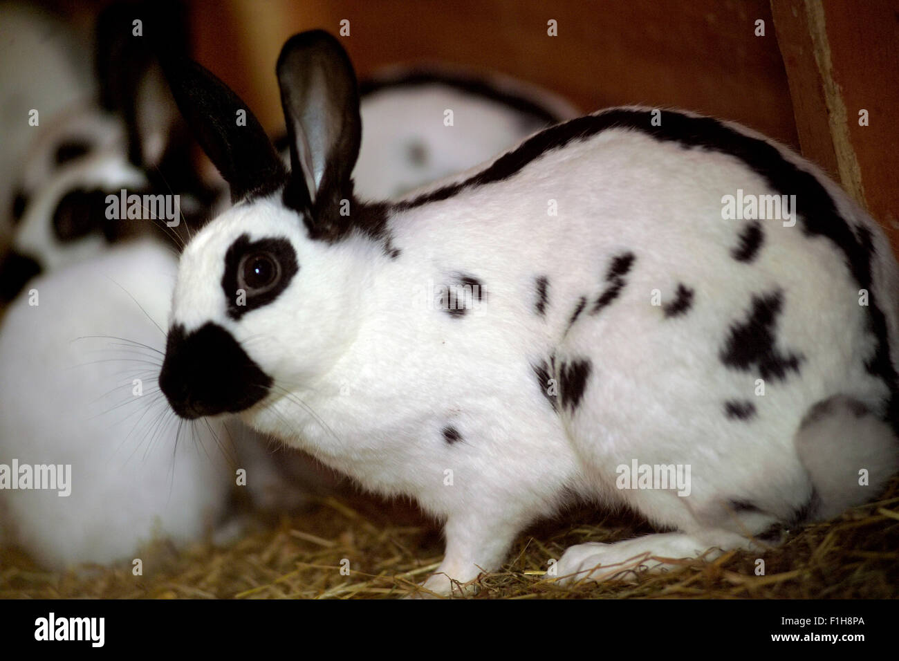 Cute black et white rabbits / Bunnies Banque D'Images