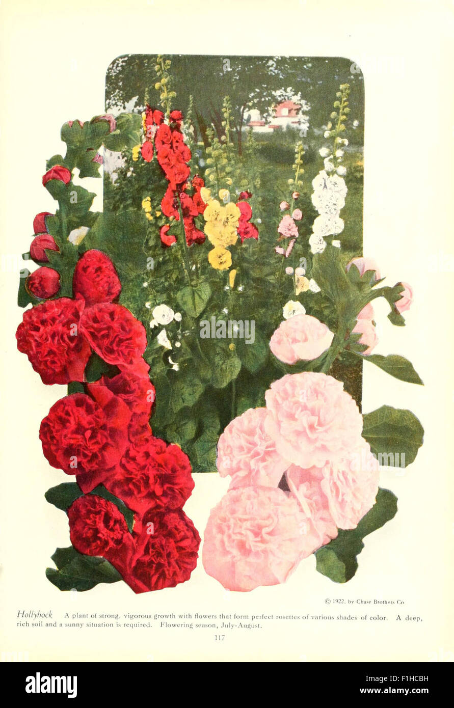 Chase de fruits et de fleurs dans des couleurs naturelles (page 117) Banque D'Images