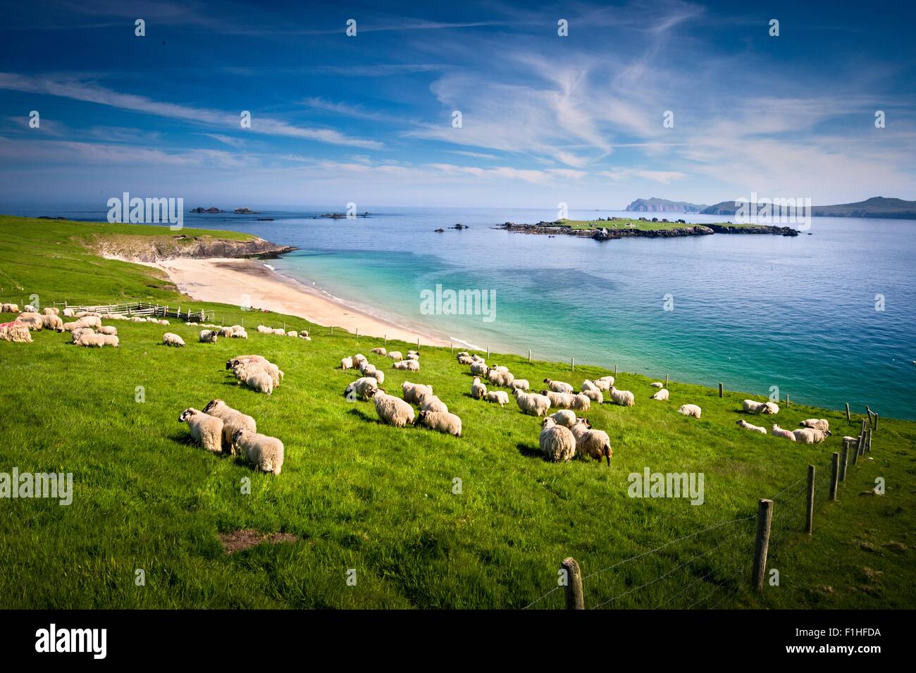 Des moutons paissant sur colline, îles Blasket, comté de Kerry, Irlande Banque D'Images