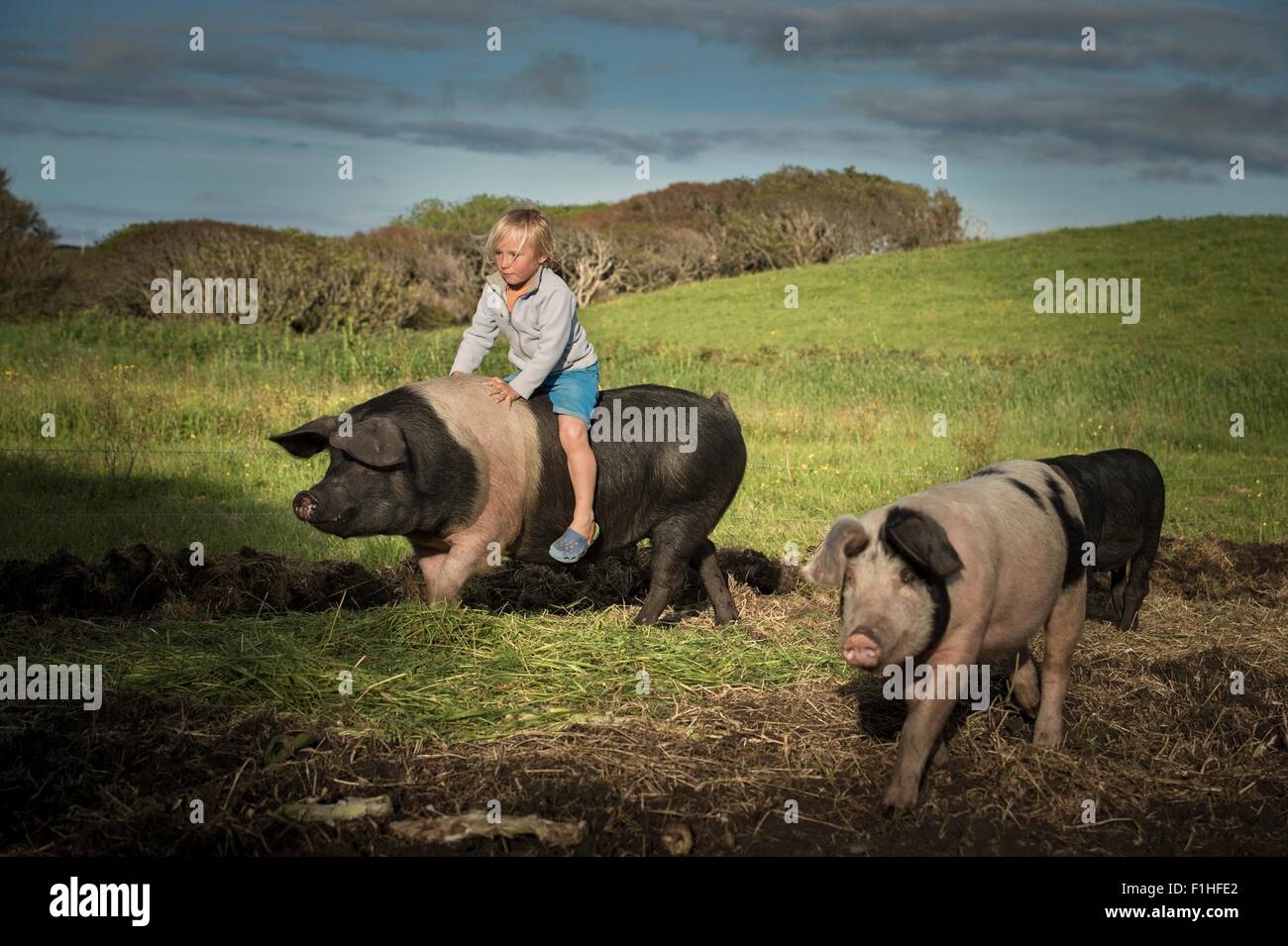 Young boy riding grand pig on hillside Banque D'Images