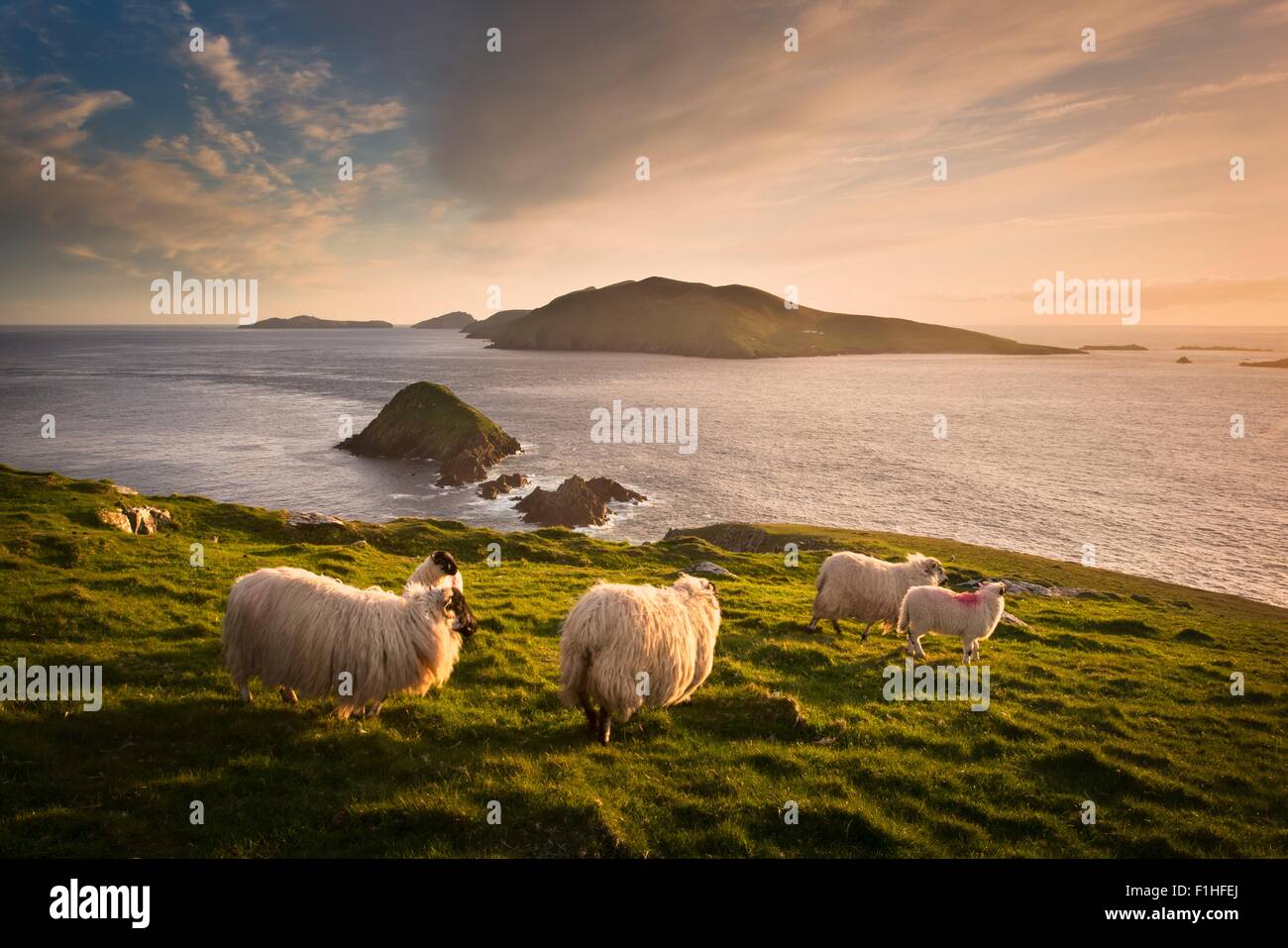 Des moutons paissant sur colline, îles Blasket, comté de Kerry, Irlande Banque D'Images