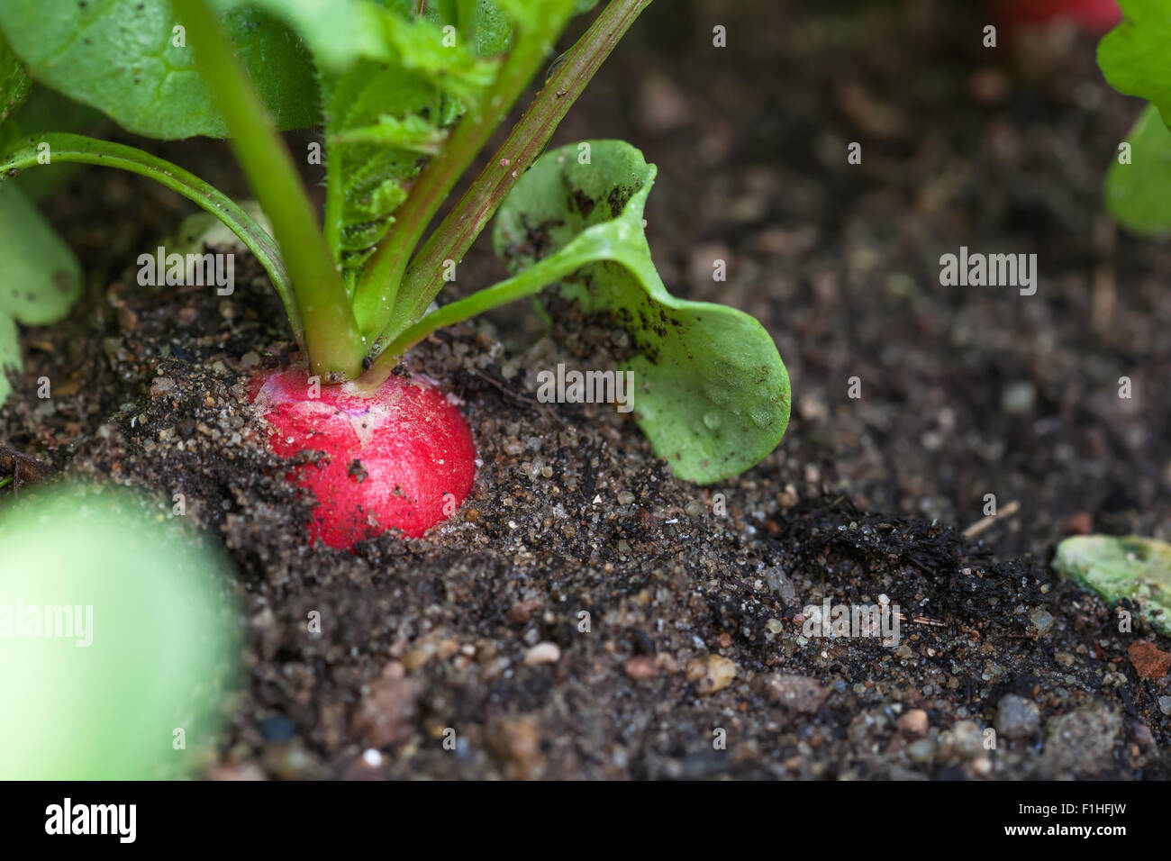 Radis rouges mûres dans le jardin, gros plan Banque D'Images