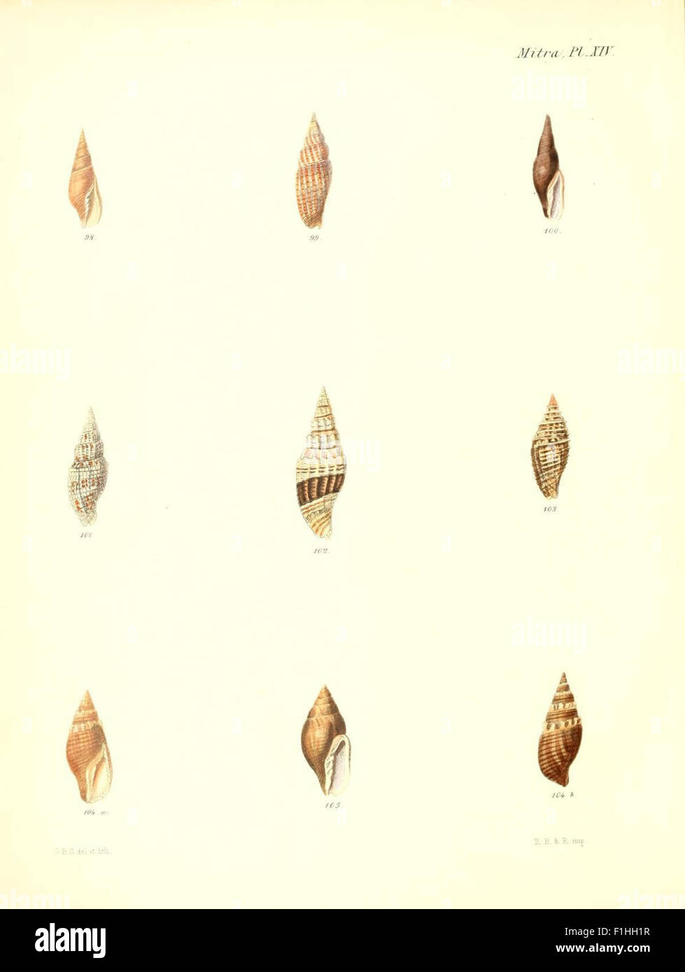 'Conchologia Iconica' est un travail illustré axé sur les coquilles des mollusques, avec des gravures détaillées d'espèces telles que Mitra. Ce volume est une ressource importante pour l'étude des mollusques et de leurs classifications. Banque D'Images