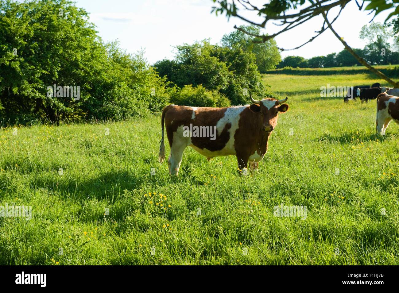 Portrait de vache cornes in grassy field Banque D'Images