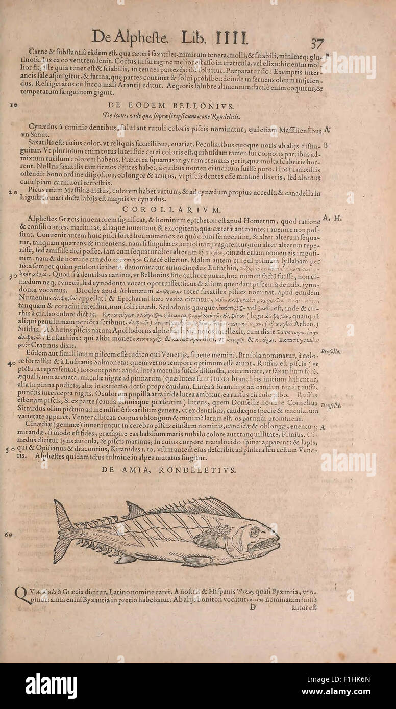 Cette œuvre du XVIe siècle de Conrad Gesner présente des descriptions détaillées et des illustrations d'animaux, dont des poissons et des mollusques. Il fait partie du catalogue complet de connaissances zoologiques de Gesner, contribuant aux premières études taxonomiques et à la classification zoologique avant le système linnéen. Banque D'Images