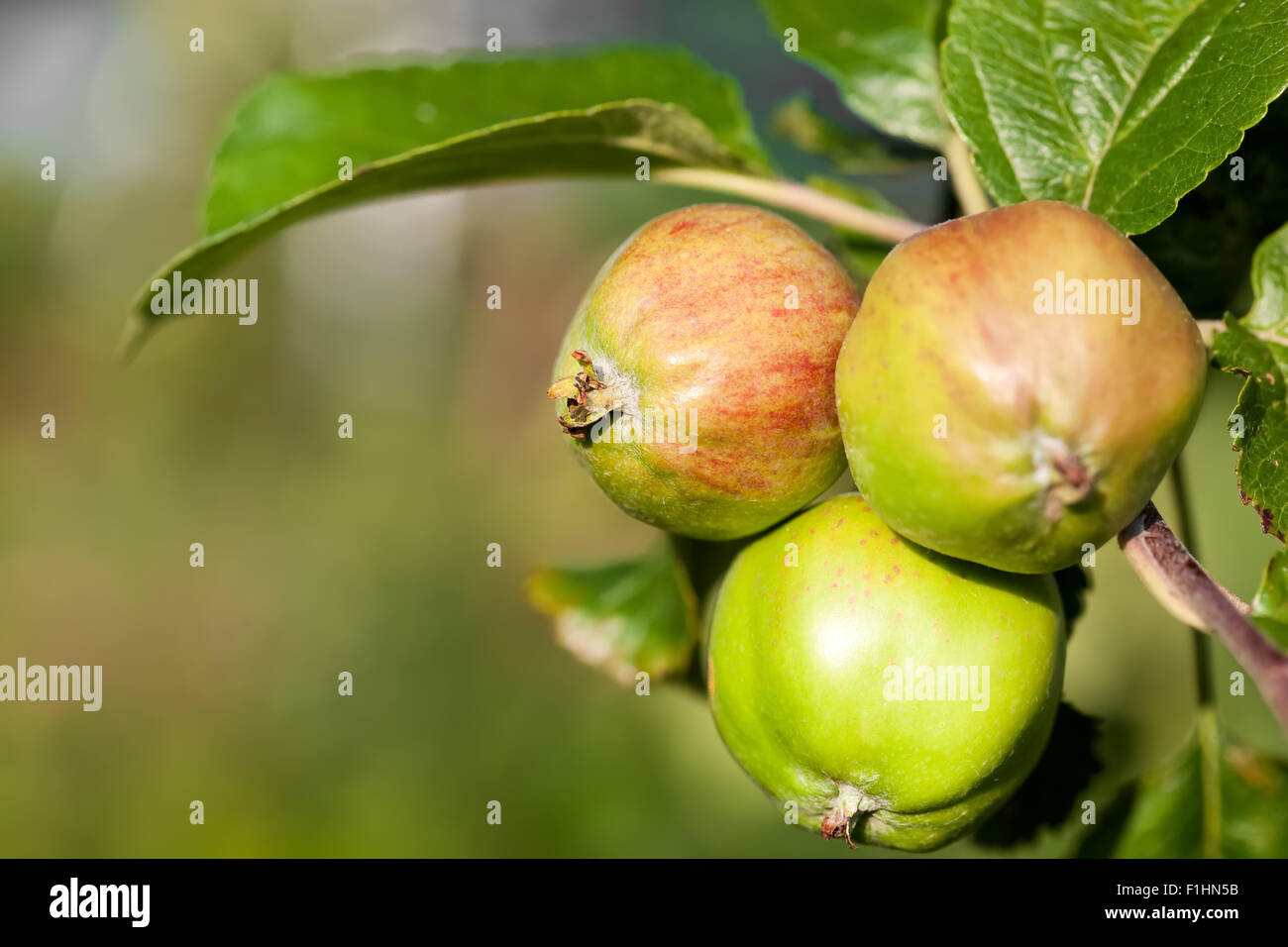 Fresh apples growing on tree au jardin, gros plan Banque D'Images