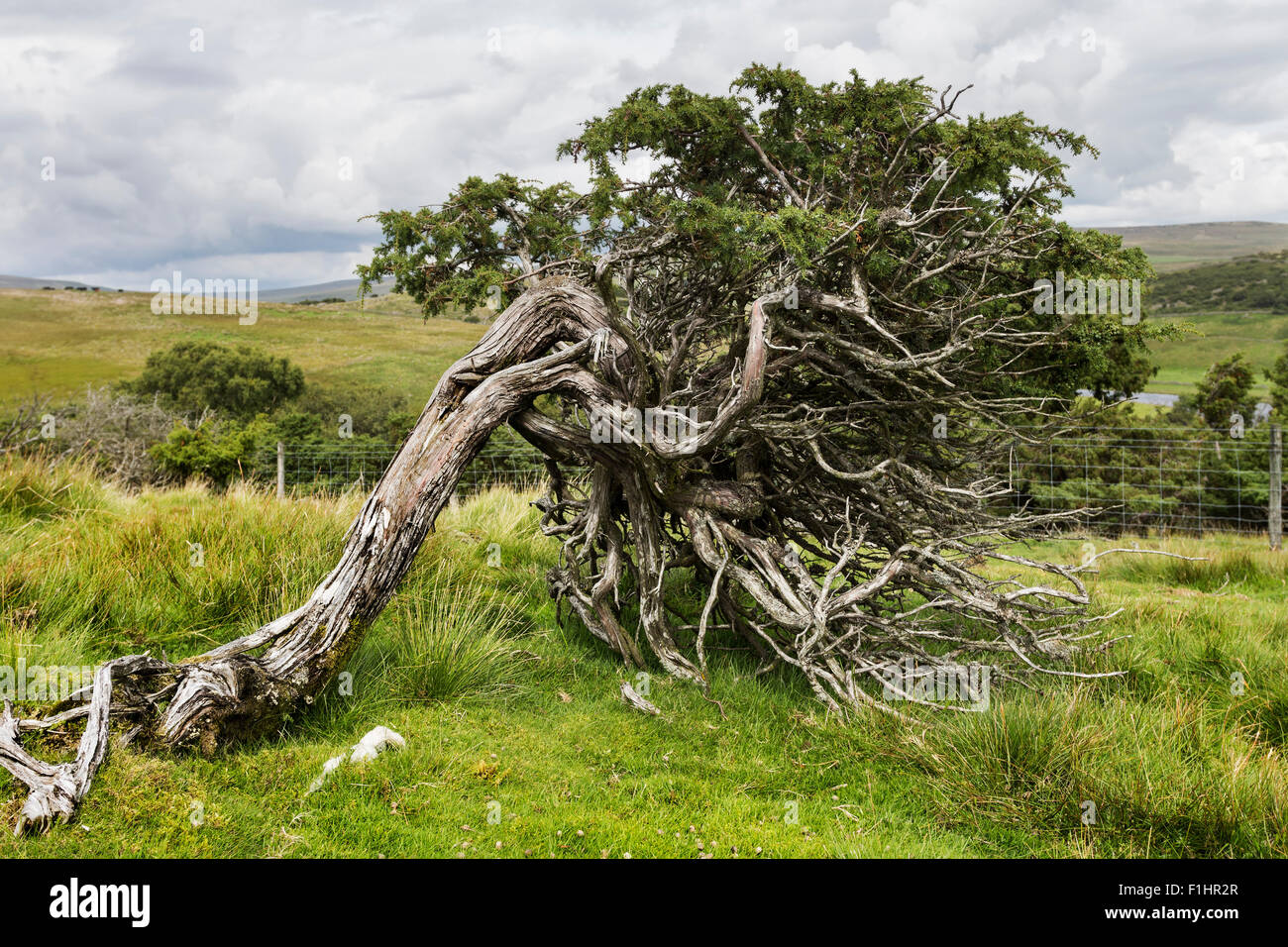 Juniper Juniperus communis North Pennines, Upper Teesdale, County Durham, Royaume-Uni Banque D'Images