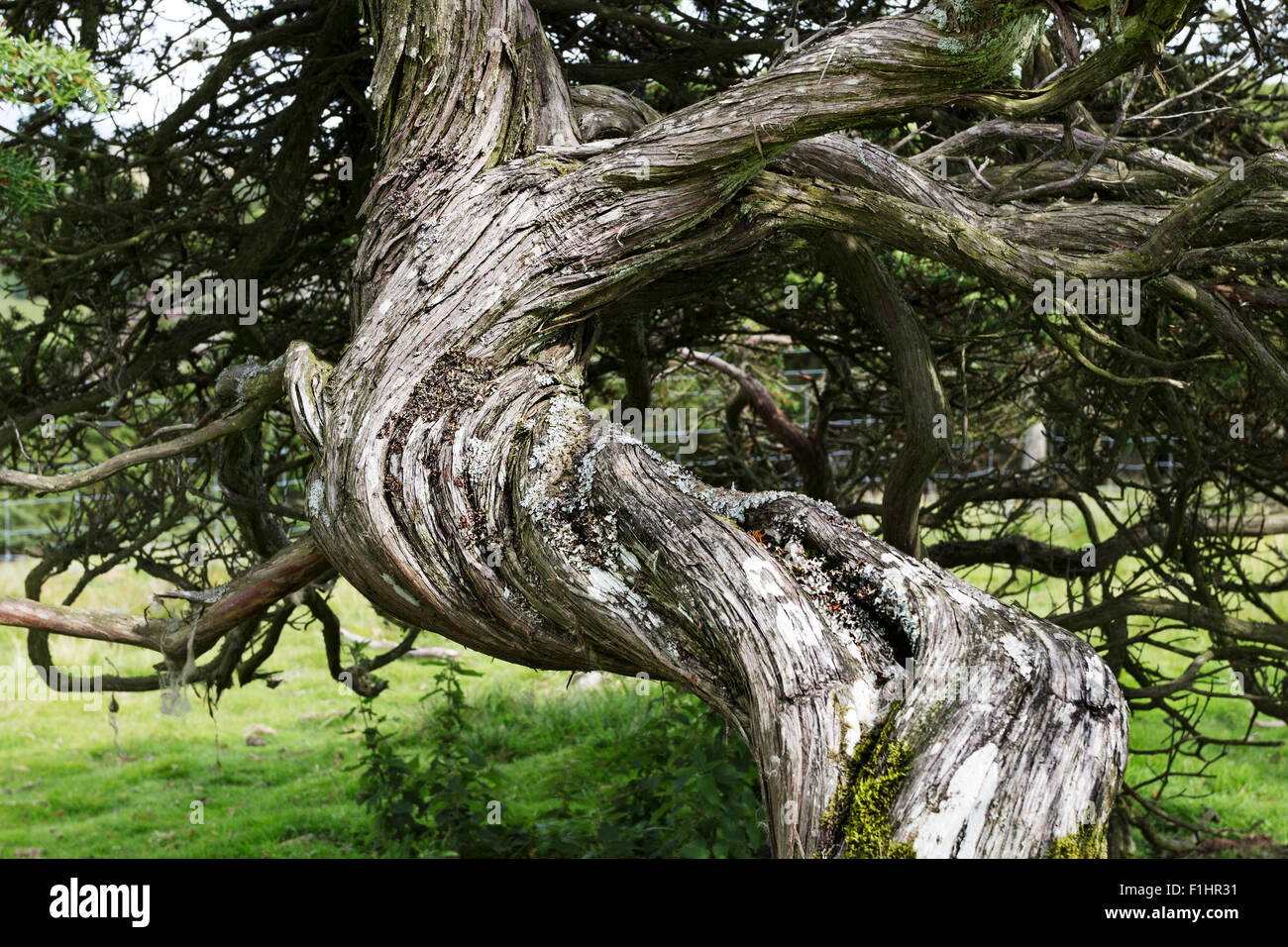 Juniper Juniperus communis North Pennines, Upper Teesdale, County Durham, Royaume-Uni Banque D'Images