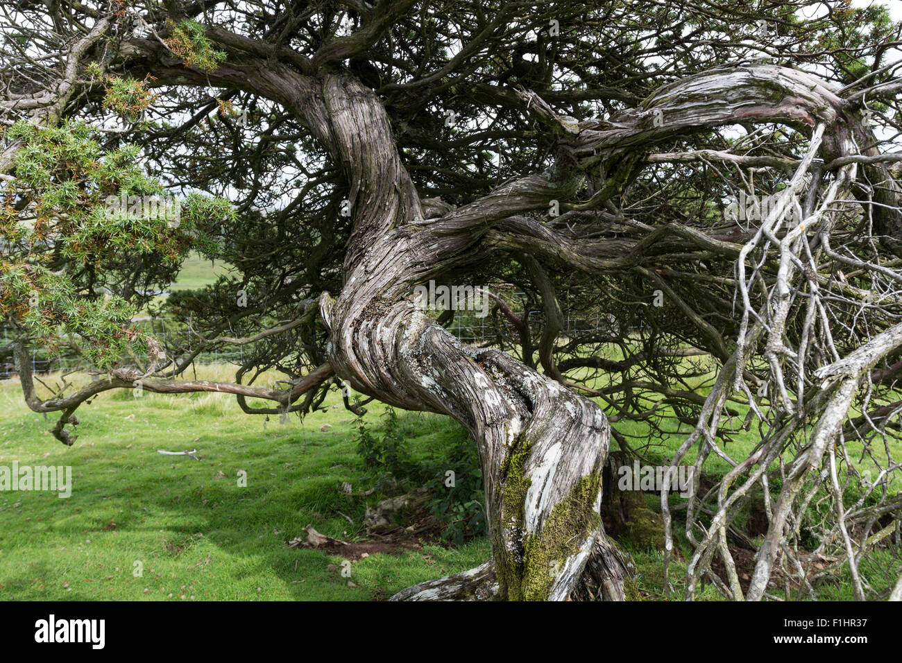 Juniper Juniperus communis North Pennines, Upper Teesdale, County Durham, Royaume-Uni Banque D'Images