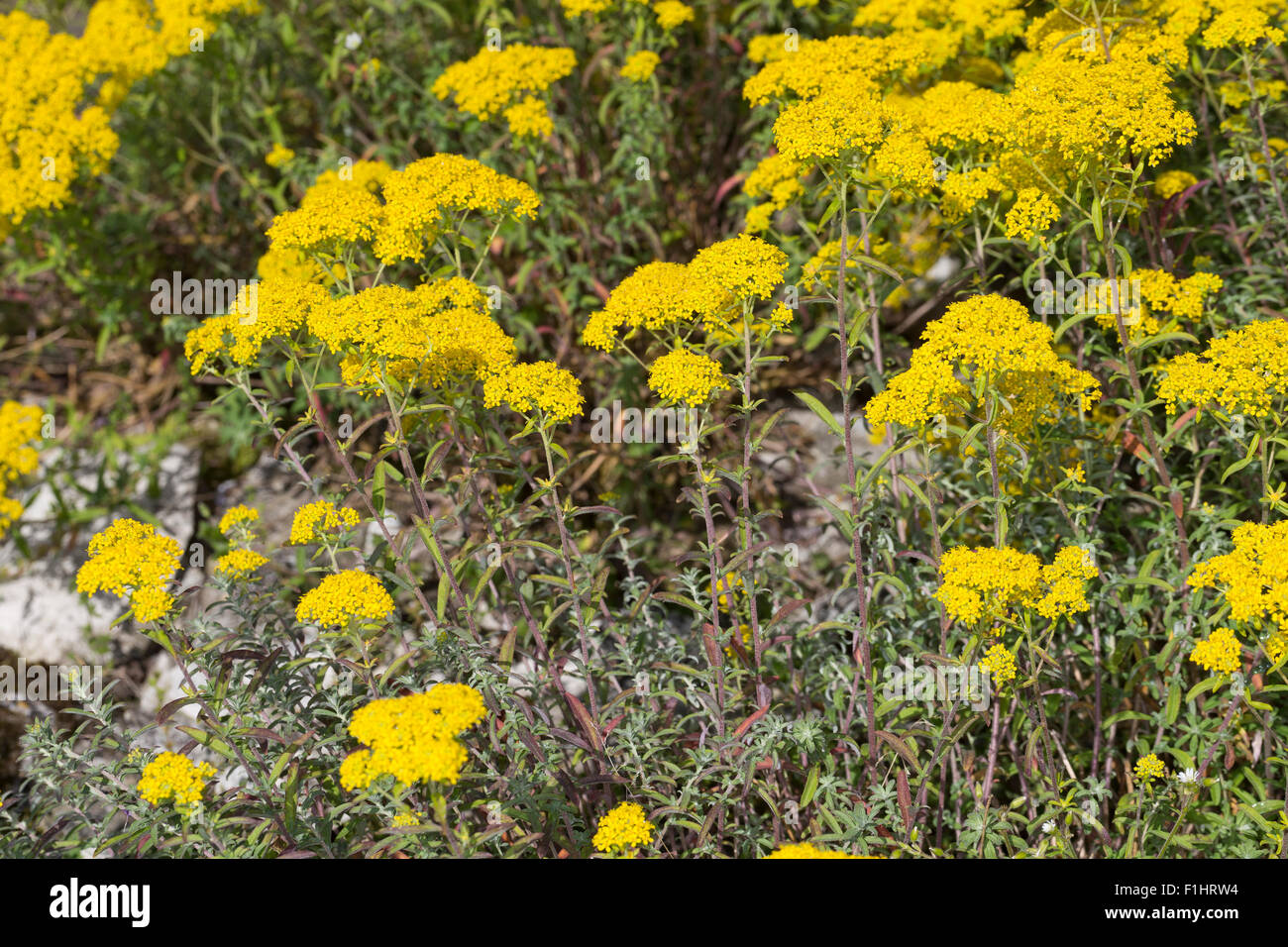 L'argent, Silber-Steinkraut Silbergraues, alyssum, Steinkraut Silberkraut, Alyssum argenteum Banque D'Images