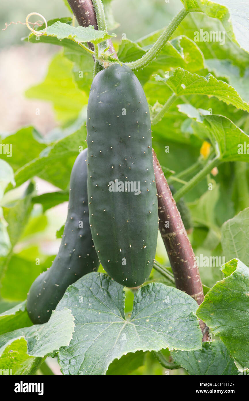 Cucumis sativus. Fruits de concombre sur la vigne soutenu par un châssis hazel stick Banque D'Images