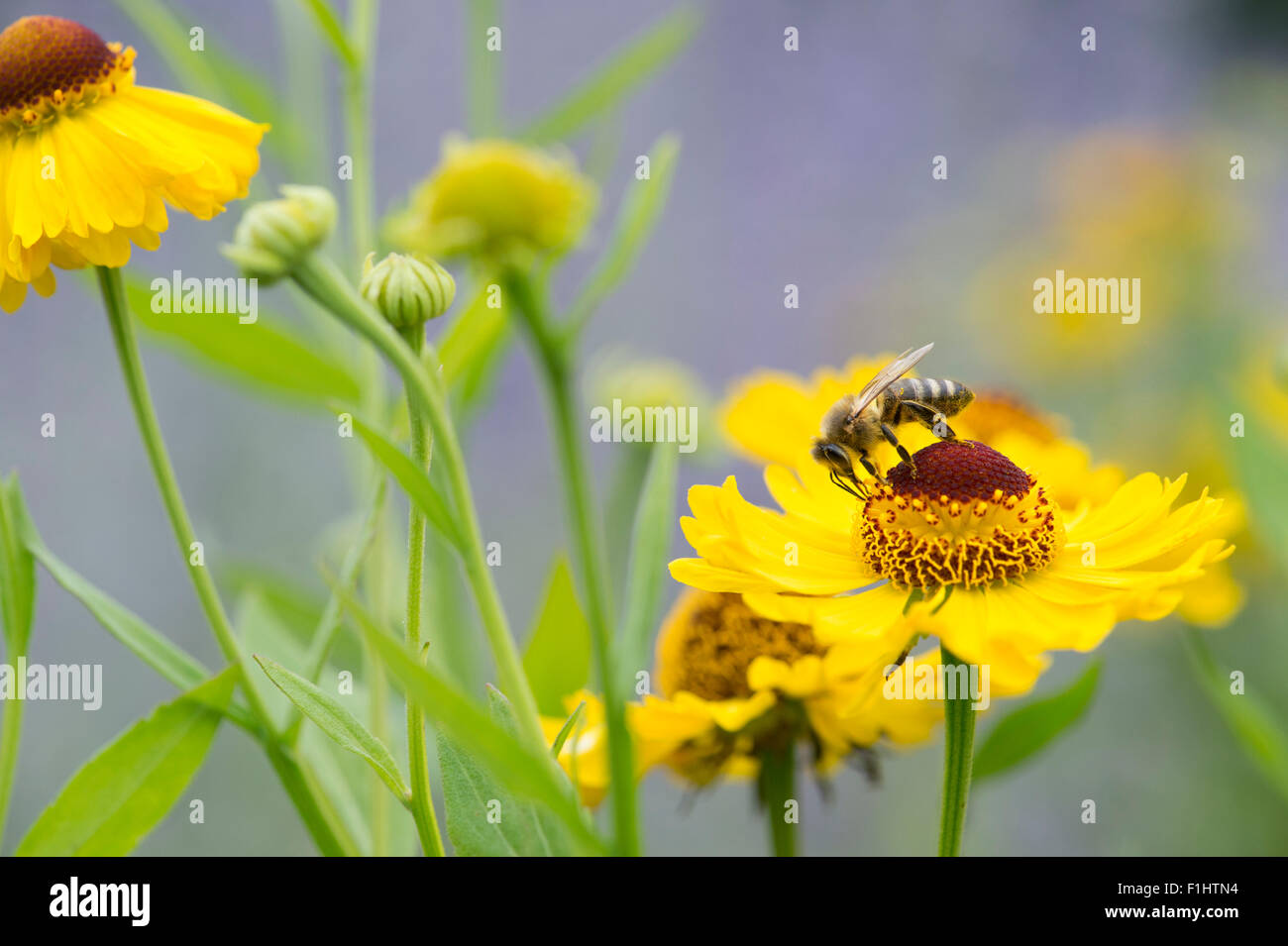 Abeille sur Riverton 'Beauté' fleur. Sneezeweed Banque D'Images