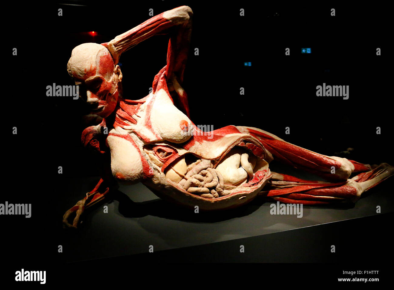 Impressionen - Eroeffnung des 'Menschen' Musées Plastinaten Koerpern mit von menschlichen, Alexanderplatz, 17. Februar 2015, Être Banque D'Images