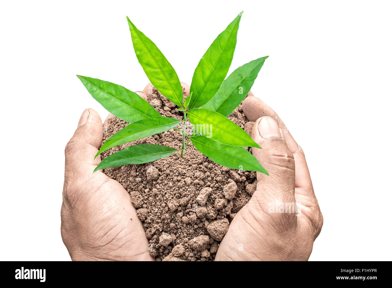 Mains tenant petit jeune arbre isolé sur fond blanc Banque D'Images