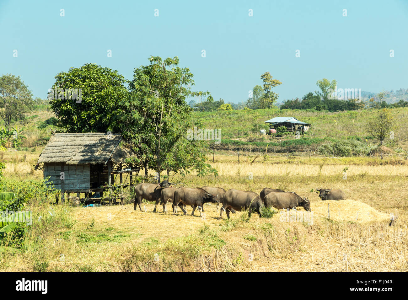 Petite maison dans un champ et buffalo sur campagne,Thaïlande Thai Banque D'Images