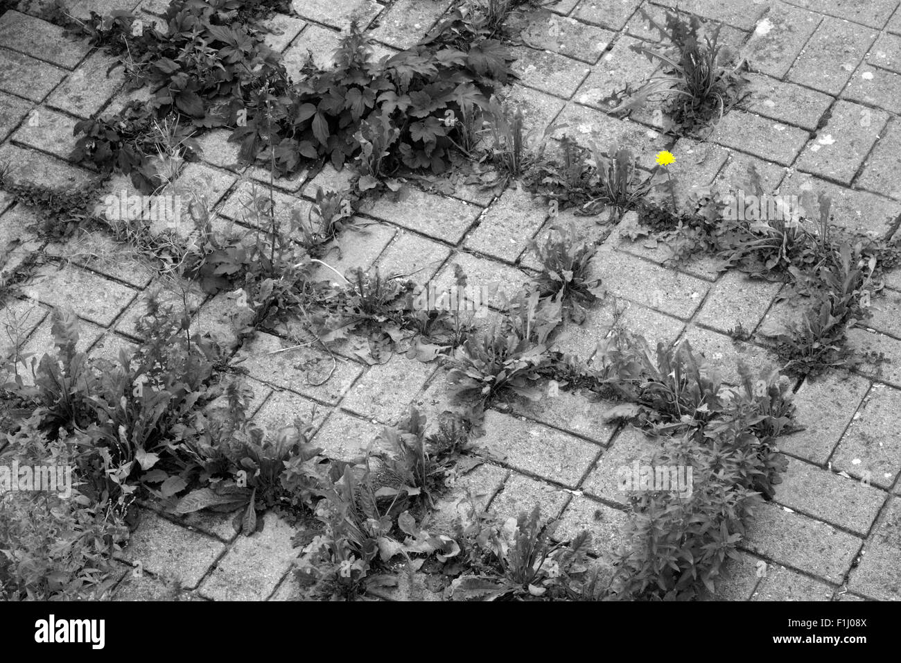 Les mauvaises herbes poussent dans les fissures entre les pavés dans un milieu urbain jardin devant l'angleterre uk Banque D'Images