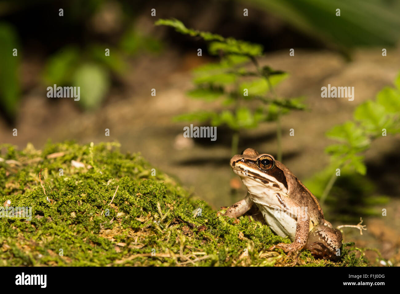 Grenouille des bois Banque D'Images