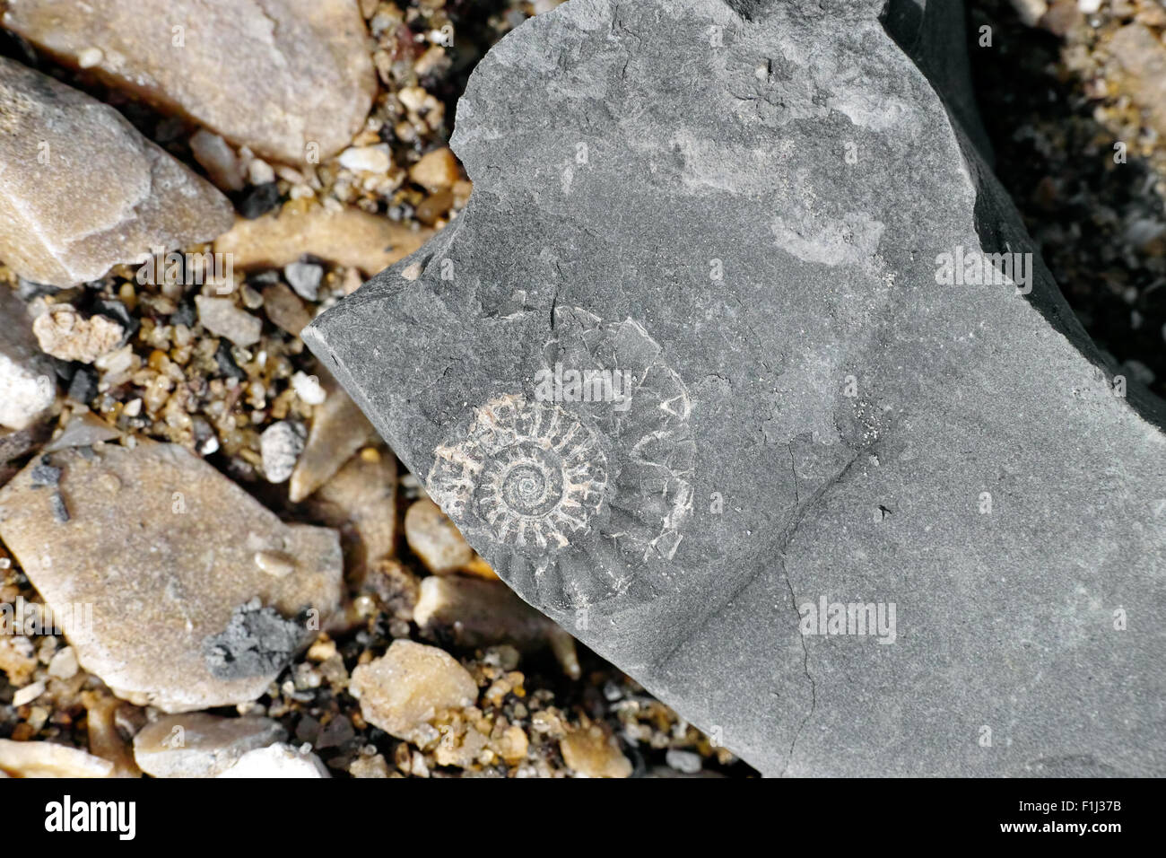 Ammonite fossile. Close up, differential focus. Banque D'Images