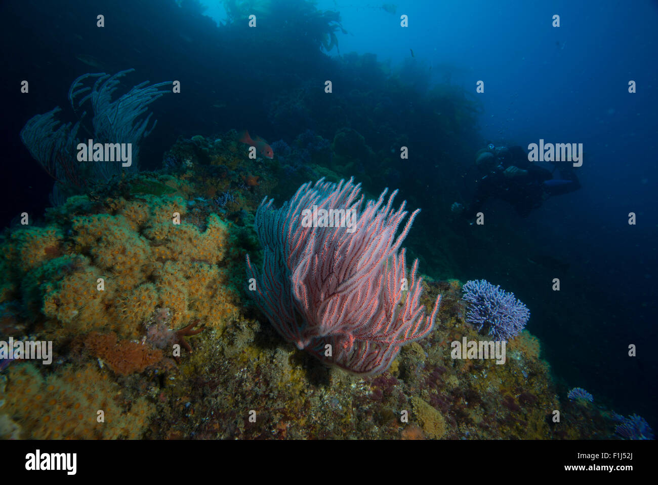 Une zone de protection marine près de l'île de Catalina, Californie Banque D'Images